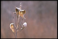 424042 Milkweed Pods In Autumn, Canada. A4 Photo Print