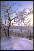 424043 Hoar frost Covered Oak Forest, Canada. A4 Photo Print