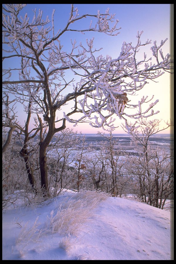 424043 Hoar frost Covered Oak Forest, Canada. A4 Photo Print