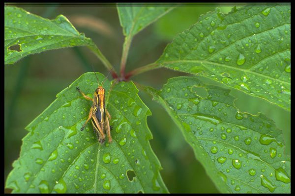 424044 Grasshopper, Ontario, Canada. A4 Photo Print