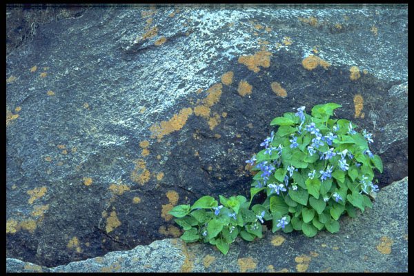 424045 Common Blue Violets, Quebec, Canada. A4 Photo Print