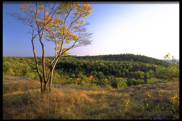 424046 Stunted American Beech Tree, Quebec Canada. A4 Photo Print