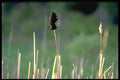 424047 Red winged Blackbird On A Bullrush, Quebec, Canada. A4 Photo Print