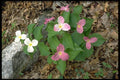 424048 Trilliums, Quebec, Canada. A4 Photo Print