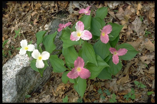 424048 Trilliums, Quebec, Canada. A4 Photo Print
