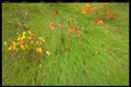 424049 Beech Tree Saplings And Grass, Quebec, Canada. A4 Photo Print