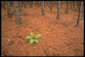 424050 Fern In A Pine Forest, Quebec, Canada. A4 Photo Print