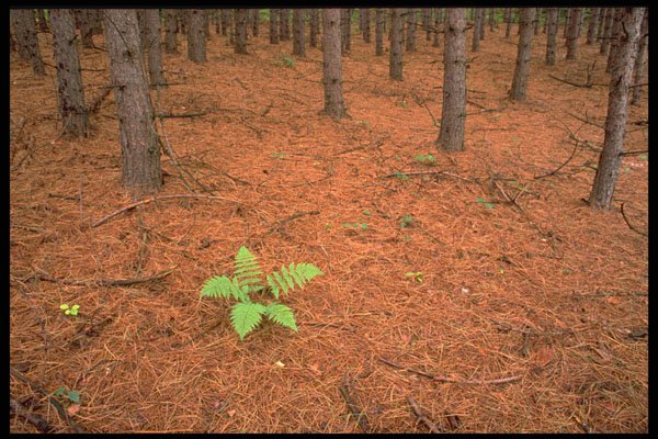 424050 Fern In A Pine Forest, Quebec, Canada. A4 Photo Print