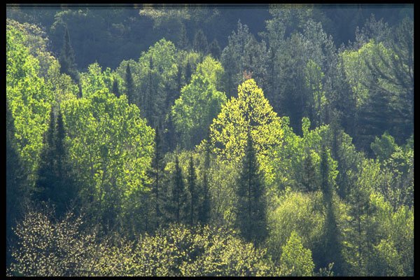 424051 Spring Blossoms In A Mixed Hardwood Forest, Quebec, Canada. A4 Photo Print
