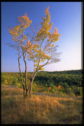 424052 Stunted American Beech Tree, Quebec, Canada. A4 Photo Print