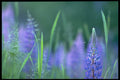 424053 Spider, Garden Lupines And Grass, Quebec, Canada. A4 Photo Print