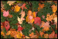 424054 Sugar Maple And Red Maple Leaves On Club Moss, Canada. A4 Photo Print
