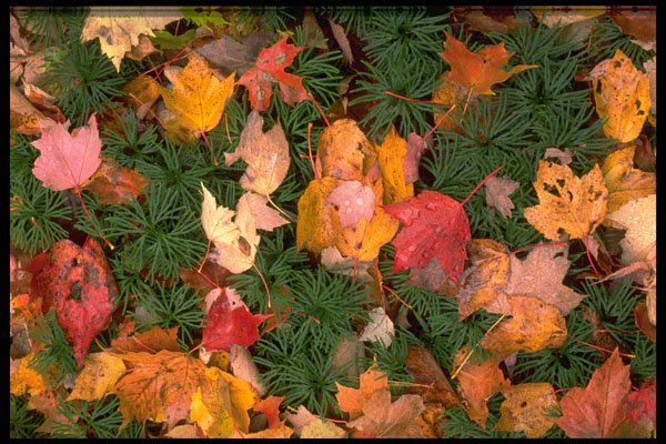 424054 Sugar Maple And Red Maple Leaves On Club Moss, Canada. A4 Photo Print