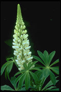 424055 Garden Lupine, New Brunswick, Canada. A4 Photo Print