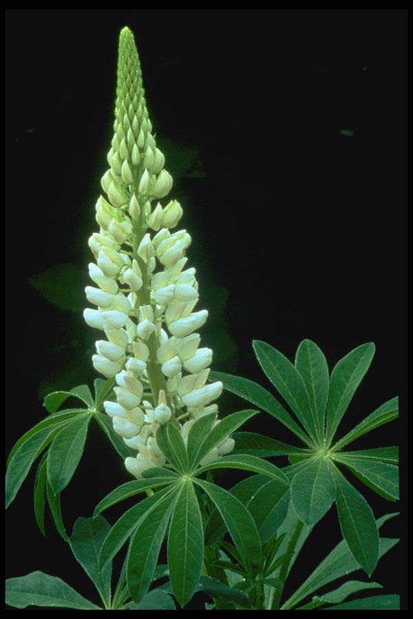 424055 Garden Lupine, New Brunswick, Canada. A4 Photo Print