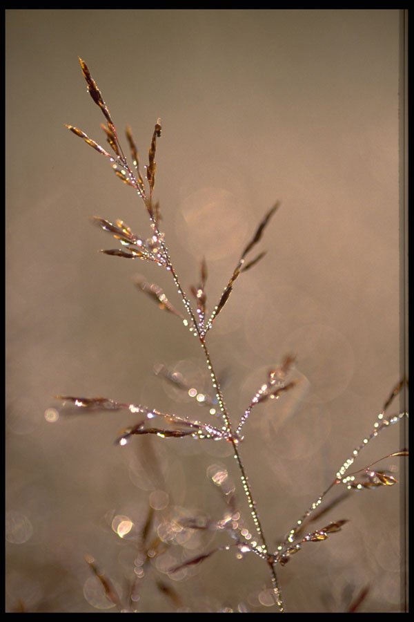 424056 Dew covered Grass At Dawn, Quebec, Canada. A4 Photo Print