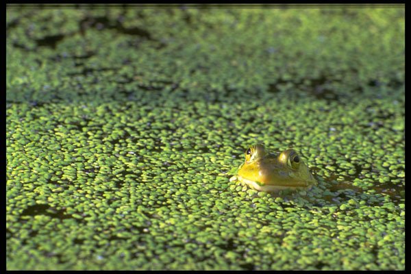 424057 Bullfrog In A Beaver Pond, Quebec, Canada. A4 Photo Print