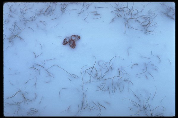 424058 Wild Strawberry Leaves And Grass, Quebec, Canada. A4 Photo Print