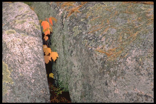 424059 Red Maple Sapling And White Pine Needles, Quebec, Canada. A4 Photo Print