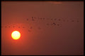 424060 Canada Geese And Setting Sun, Quebec, Canada. A4 Photo Print