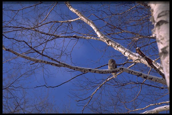 424062 Barred Owl On A White Birch Tree, Quebec, Canada. A4 Photo Print