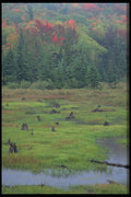 424064 Beaver Meadow And Stream, Quebec, Canada. A4 Photo Print
