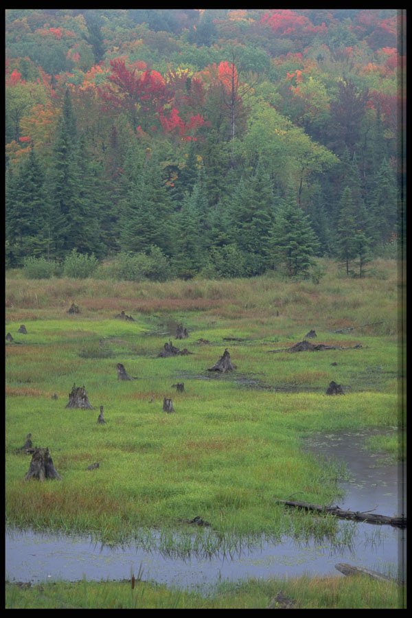 424064 Beaver Meadow And Stream, Quebec, Canada. A4 Photo Print