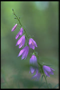 424066 Creeping Bellflower. A4 Photo Print