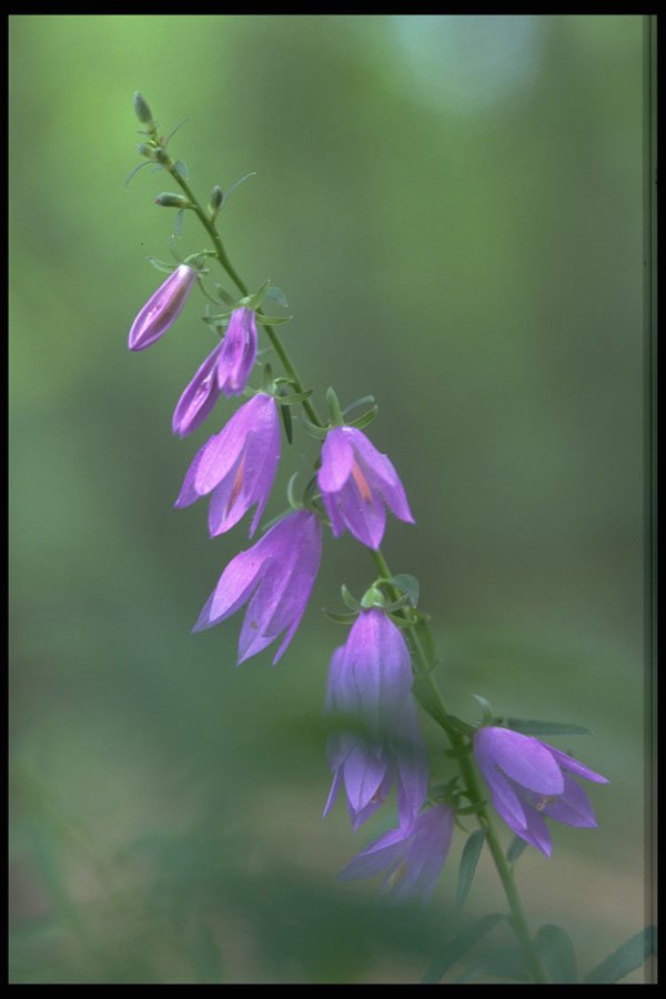 424066 Creeping Bellflower. A4 Photo Print