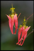 424067 Wild Columbine, Quebec, Canada. A4 Photo Print