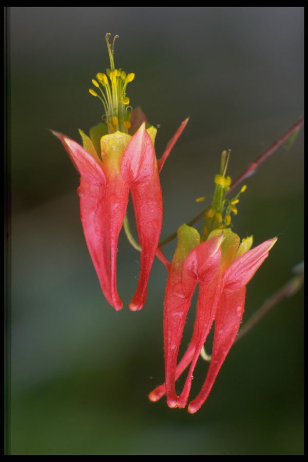424067 Wild Columbine, Quebec, Canada. A4 Photo Print