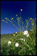 424068 Canada Anemone And Buttercups, Quebec, Canada. A4 Photo Print