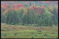 424069 Beaver Meadow And Mixed Hardwood Forest, Quebec, Canada. A4 Photo Print
