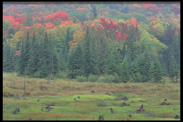 424069 Beaver Meadow And Mixed Hardwood Forest, Quebec, Canada. A4 Photo Print