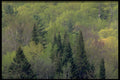 424070 Spring Blossoms In A Mixed Hardwood Forest, Quebec, Canada. A4 Photo Print