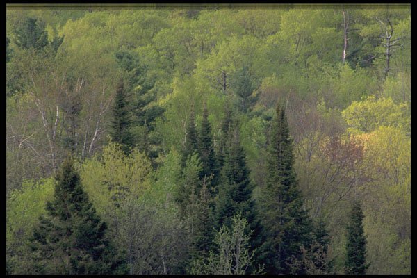 424070 Spring Blossoms In A Mixed Hardwood Forest, Quebec, Canada. A4 Photo Print