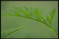 424071 Abstract Leaf Detail, Quebec, Canada. A4 Photo Print