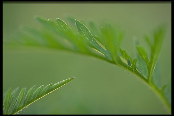 424071 Abstract Leaf Detail, Quebec, Canada. A4 Photo Print