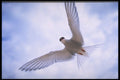 424073 Arctic Tern, Northwest Territories, Canada A4 Photo Print