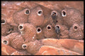 424074 Cliff Swallows, Thelon Game Sanctuary, NWT, Canada. A4 Photo Print