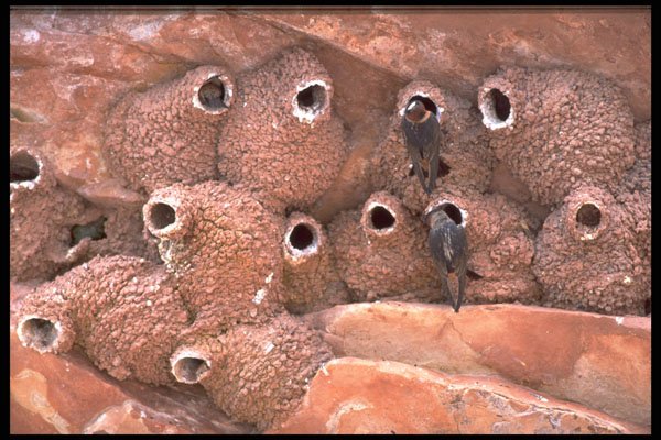 424074 Cliff Swallows, Thelon Game Sanctuary, NWT, Canada. A4 Photo Print