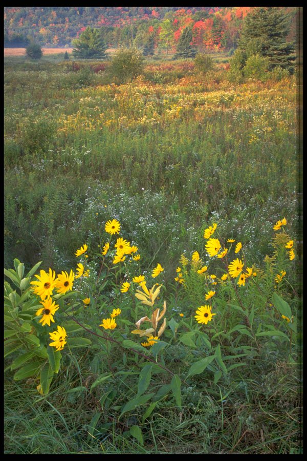 424082 Sunflowers And An Autumn Field. A4 Photo Print