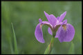 424083 Blue Flag Iris, Canada A4 Photo Print