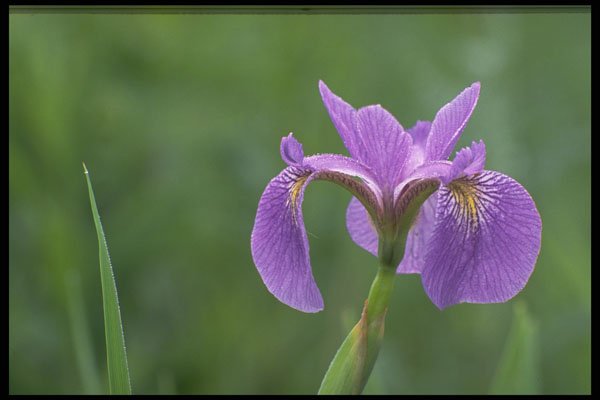424083 Blue Flag Iris, Canada A4 Photo Print