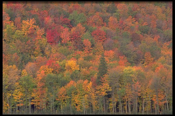 424084 Autumn Splendor, Mixed Hardwood Forest, Canada. A4 Photo Print