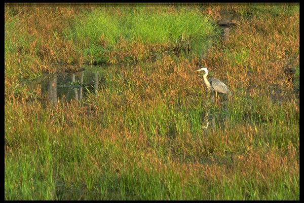 424085 Great Blue Heron, Quebec, Canada. A4 Photo Print