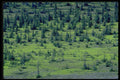 424086 Spruce Forest, Northwest Territories, Canada A4 Photo Print