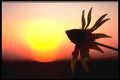 424087 Coneflower Before The Setting Sun, Quebec, Canada. A4 Photo Print