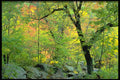 424088 Sugar Maple And Stream, Quebec, Canada. A4 Photo Print
