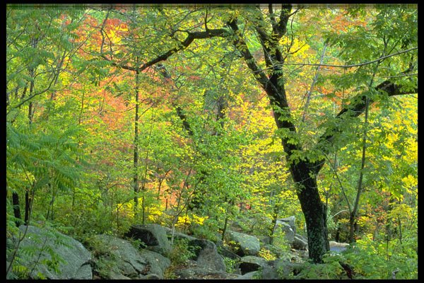 424088 Sugar Maple And Stream, Quebec, Canada. A4 Photo Print